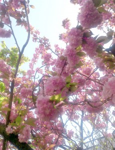 八重桜2